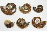 Lot: - Whole Polished Ammonites (Grade A) - Pieces #101353-1